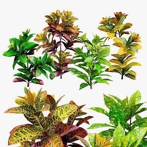 3D model Low-Poly Tropical Croton Plant Asset with free tutorial