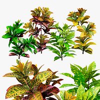 Low-Poly Tropical Croton Plant Asset