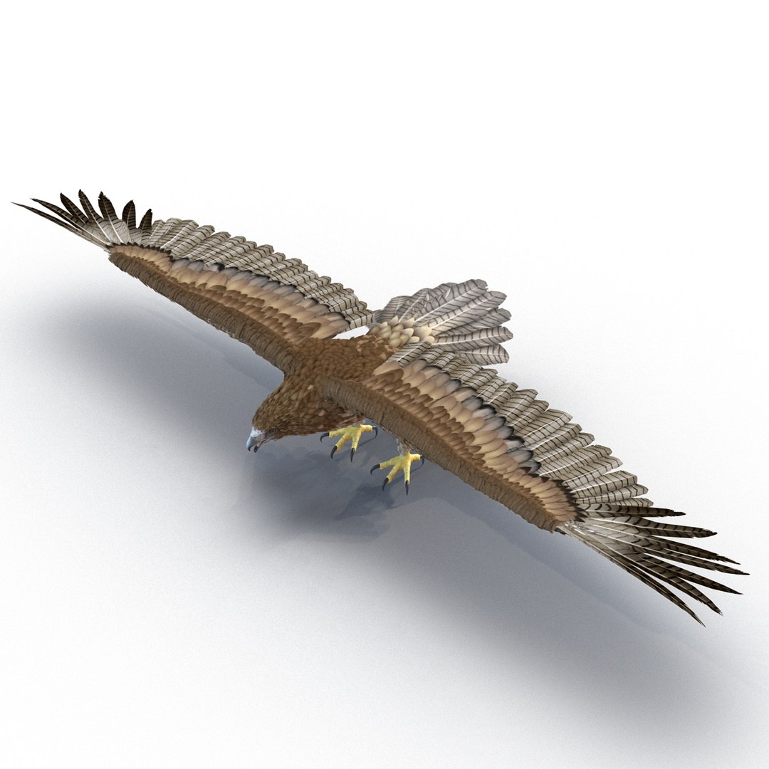 3d model gurney eagle https://p.turbosquid.com/ts-thumb/DW/LhaYfZ/4JxERX0N/gurneyeagle3dmodel06/jpg/1447079489/1920x1080/fit_q87/355abc4c83d65b33722f6012a01d18a09af8bfc1/gurneyeagle3dmodel06.jpg