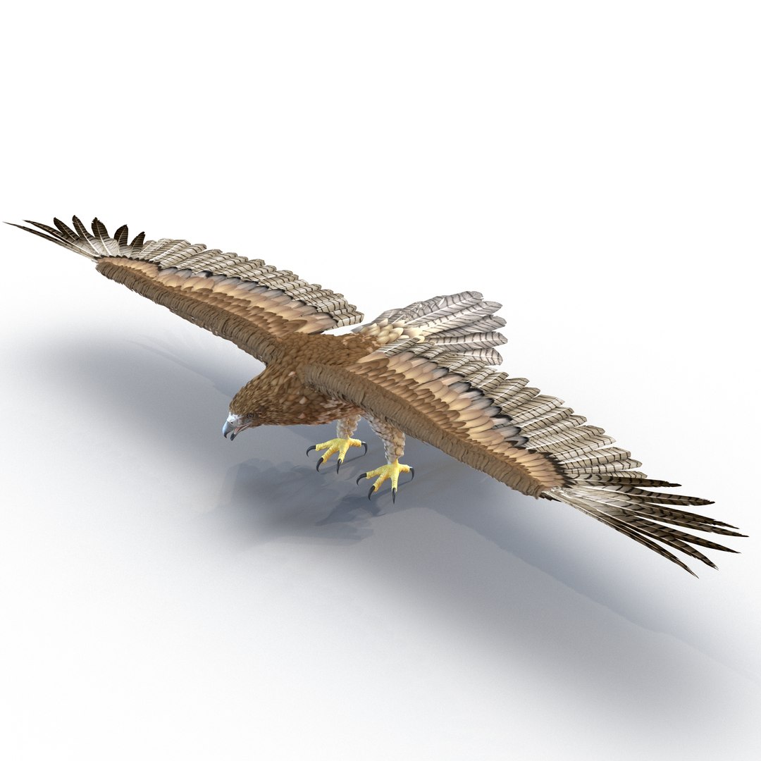 gurneys eagle
