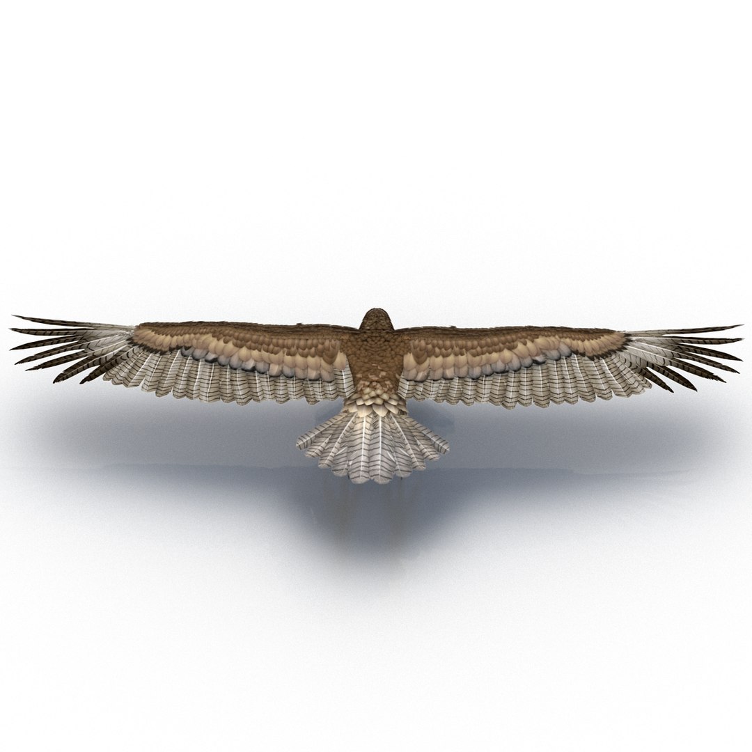 3d model gurney eagle https://p.turbosquid.com/ts-thumb/DW/LhaYfZ/4nKQf1GD/gurneyeagle3dmodel11/jpg/1447079490/1920x1080/fit_q87/398e113f40ec6e70916342c1a1df319f55404da9/gurneyeagle3dmodel11.jpg