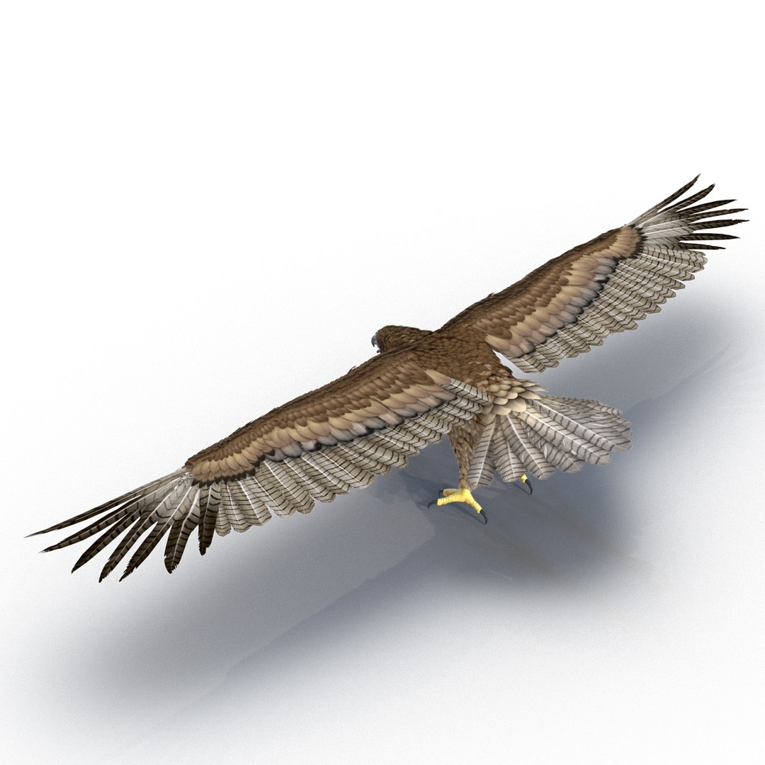3d model gurney eagle https://p.turbosquid.com/ts-thumb/DW/LhaYfZ/5Fh888GF/gurneyeagle3dmodel08/jpg/1447079490/1920x1080/fit_q87/0c5bcccde3950957eb0121471fd2111026006675/gurneyeagle3dmodel08.jpg