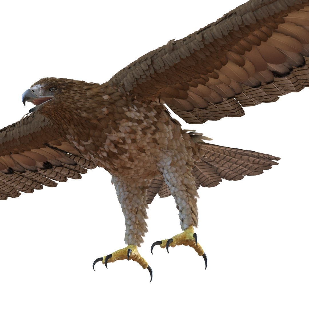 3d model gurney eagle https://p.turbosquid.com/ts-thumb/DW/LhaYfZ/9qSZ0ld7/gurneyeagle3dmodel03/jpg/1447079489/1920x1080/fit_q87/14317decbd8ee253608fb60cd83362f6b308d2fa/gurneyeagle3dmodel03.jpg
