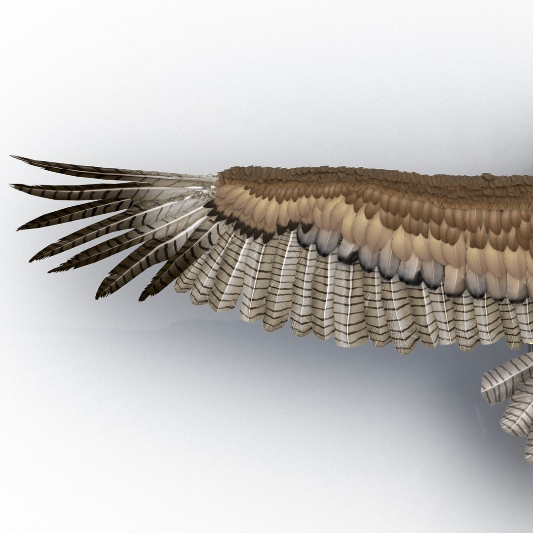 3d model gurney eagle https://p.turbosquid.com/ts-thumb/DW/LhaYfZ/ADke5jQI/gurneyeagle3dmodel18/jpg/1447079490/1920x1080/fit_q87/1c326ad9fdf90965a2c7cfa880789c881dd252bc/gurneyeagle3dmodel18.jpg