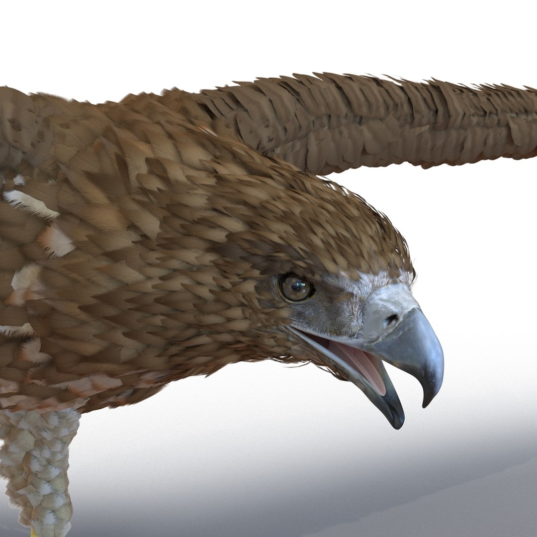 3d model gurney eagle https://p.turbosquid.com/ts-thumb/DW/LhaYfZ/DHmGvXK5/gurneyeagle3dmodel14/jpg/1447079490/1920x1080/fit_q87/c0fe305964dce67b038e274cda2e68e47806063f/gurneyeagle3dmodel14.jpg