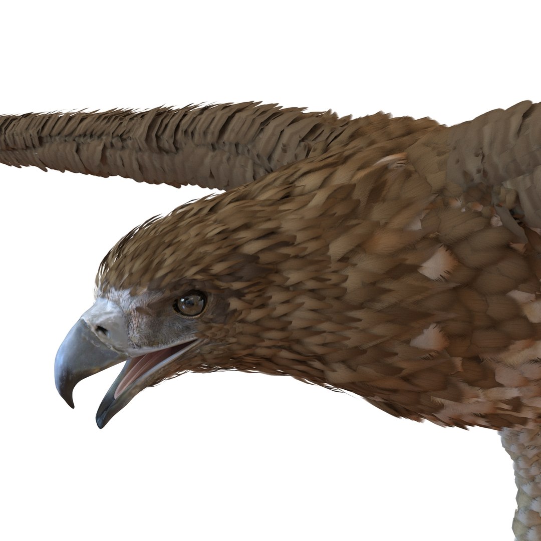 3d model gurney eagle https://p.turbosquid.com/ts-thumb/DW/LhaYfZ/IDwi1X5I/gurneyeagle3dmodel15/jpg/1447079490/1920x1080/fit_q87/c2bd6785ab85494e498c531b3d5c5068c8fa2900/gurneyeagle3dmodel15.jpg