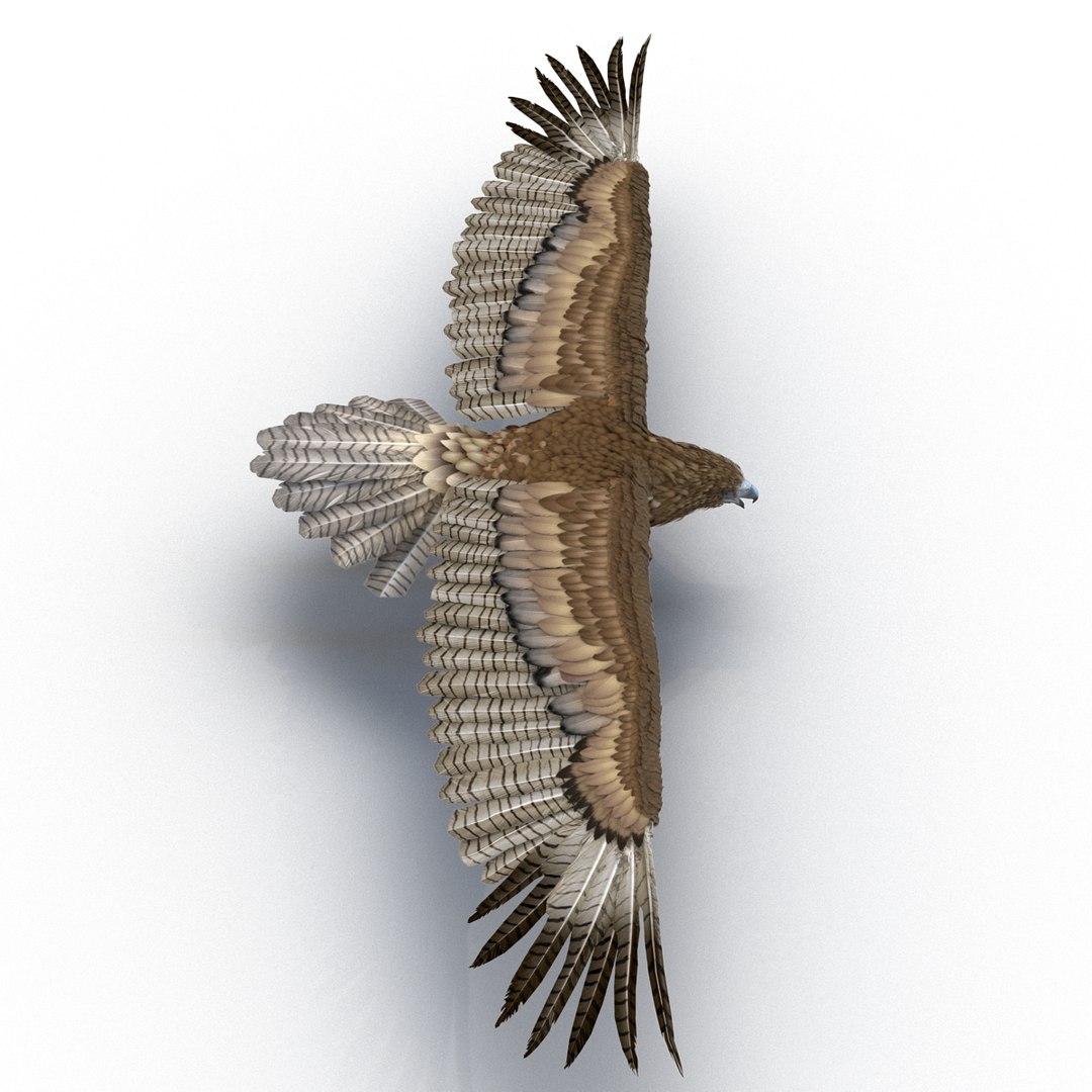 3d model gurney eagle https://p.turbosquid.com/ts-thumb/DW/LhaYfZ/Jp9ArTYw/gurneyeagle3dmodel07/jpg/1447079490/1920x1080/fit_q87/17ba86d45fe11aef4367b3c79528e9ef6183f7a3/gurneyeagle3dmodel07.jpg