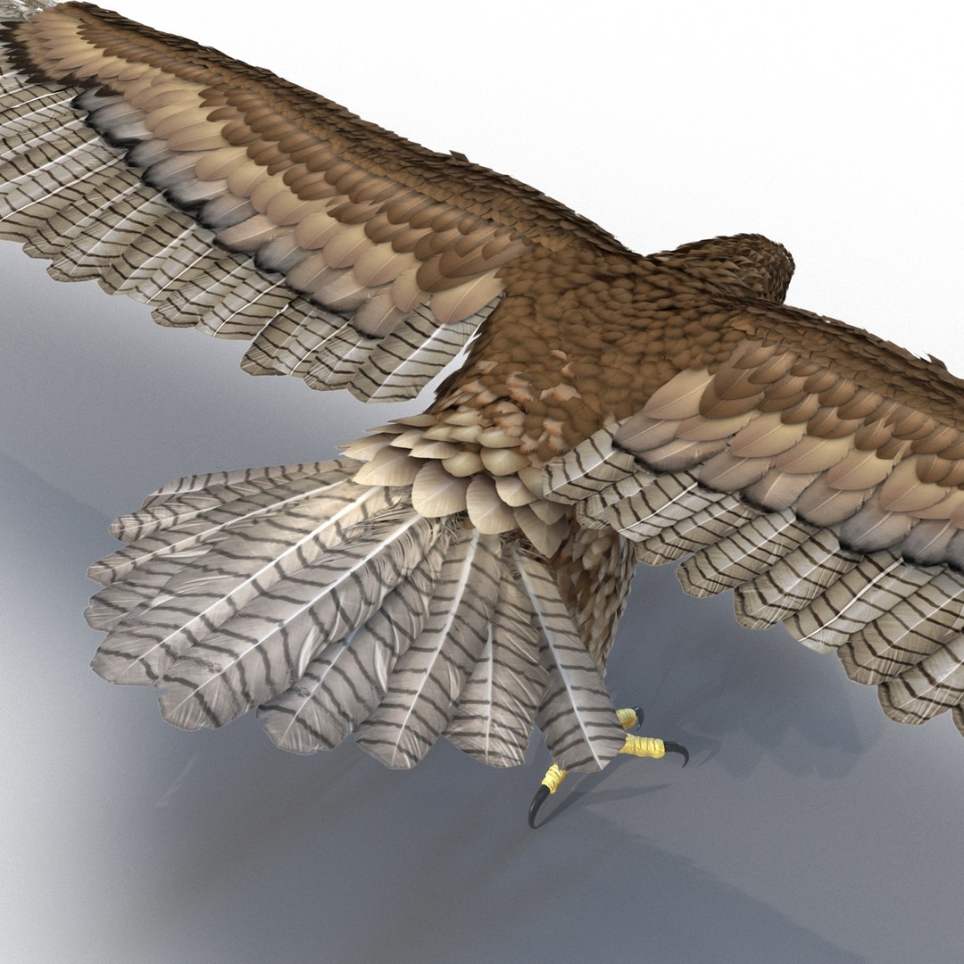 3d model gurney eagle https://p.turbosquid.com/ts-thumb/DW/LhaYfZ/KkNONsLc/gurneyeagle3dmodel04/jpg/1447079489/1920x1080/fit_q87/596de2f8616bcde9c7529d20afb5748092aa9a98/gurneyeagle3dmodel04.jpg