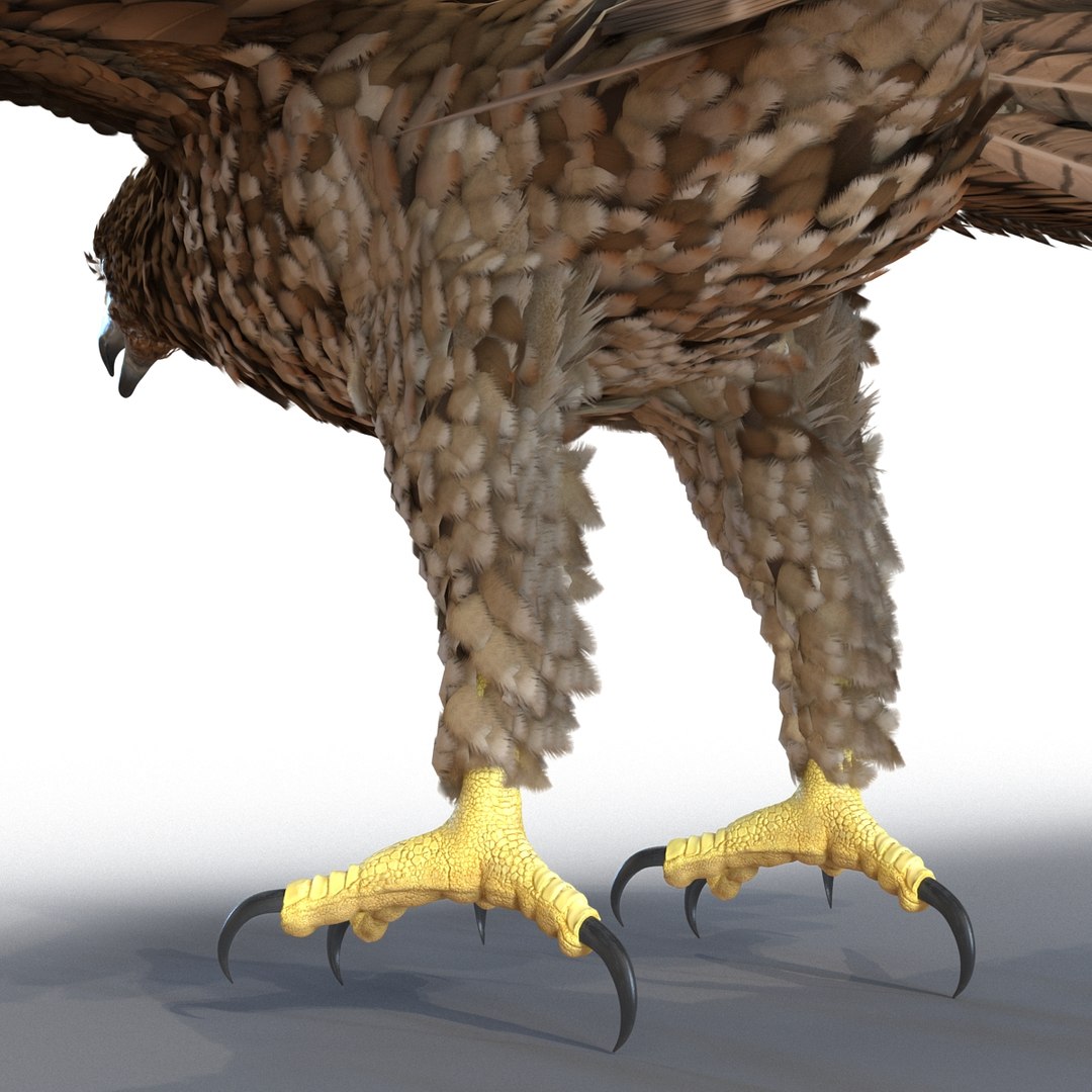 3d model gurney eagle https://p.turbosquid.com/ts-thumb/DW/LhaYfZ/d4tcyxwL/gurneyeagle3dmodel17/jpg/1447079490/1920x1080/fit_q87/7f4251772c13edf1d30fbb24c577788c65d53972/gurneyeagle3dmodel17.jpg