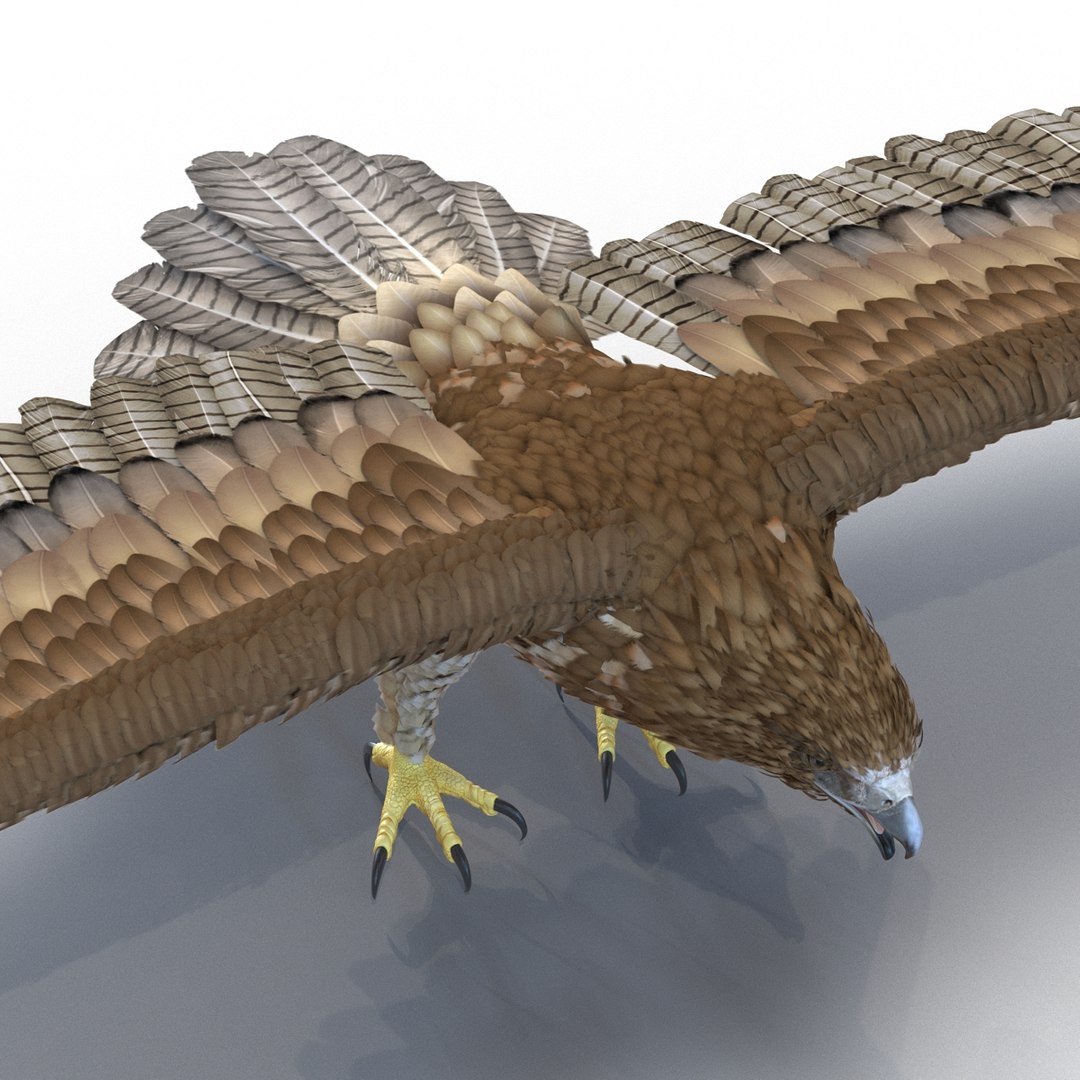 3d model gurney eagle https://p.turbosquid.com/ts-thumb/DW/LhaYfZ/dRCWggjQ/gurneyeagle3dmodel12/jpg/1447079490/1920x1080/fit_q87/80d468d7db90704db7dc8eed48c1883a0f6d8c48/gurneyeagle3dmodel12.jpg
