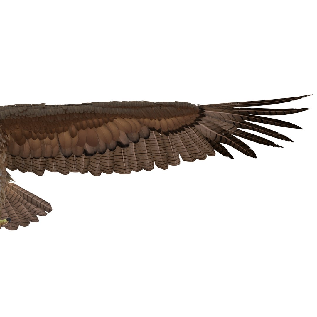 3d model gurney eagle https://p.turbosquid.com/ts-thumb/DW/LhaYfZ/fUgOW0yD/gurneyeagle3dmodel19/jpg/1447079491/1920x1080/fit_q87/851e49debff65a2050b0e9f026b30dd3cef0faca/gurneyeagle3dmodel19.jpg