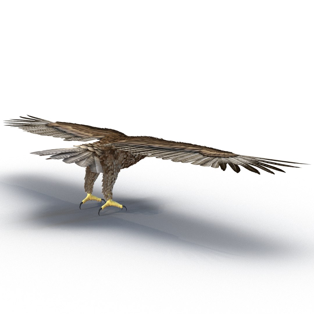 3d model gurney eagle https://p.turbosquid.com/ts-thumb/DW/LhaYfZ/saT7Kjun/gurneyeagle3dmodel09/jpg/1447079490/1920x1080/fit_q87/d321278779d180a99ef1441dff615b70edc3bc36/gurneyeagle3dmodel09.jpg