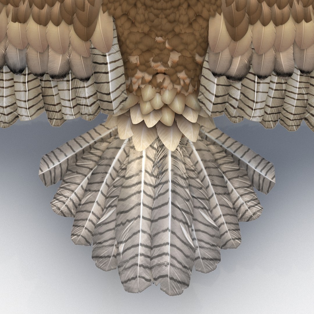 3d model gurney eagle https://p.turbosquid.com/ts-thumb/DW/LhaYfZ/sznIIUP3/gurneyeagle3dmodel20/jpg/1447079491/1920x1080/fit_q87/17e59263a435513b8a65cc95e5921e828f5ef32a/gurneyeagle3dmodel20.jpg
