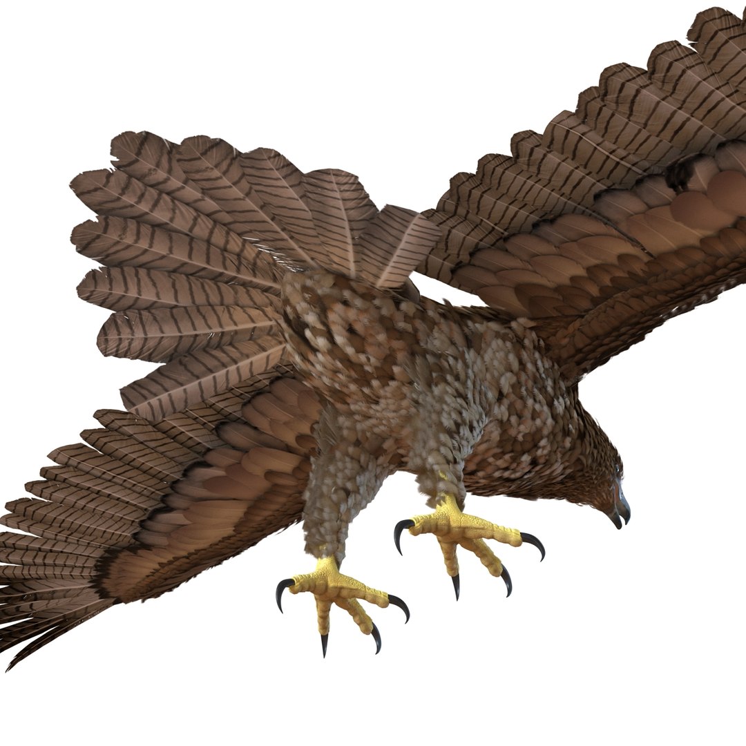 3d model gurney eagle https://p.turbosquid.com/ts-thumb/DW/LhaYfZ/vvqTxPlq/gurneyeagle3dmodel13/jpg/1447079490/1920x1080/fit_q87/04e0a5c045944bcbdc1d39807207cad942a5ac4f/gurneyeagle3dmodel13.jpg