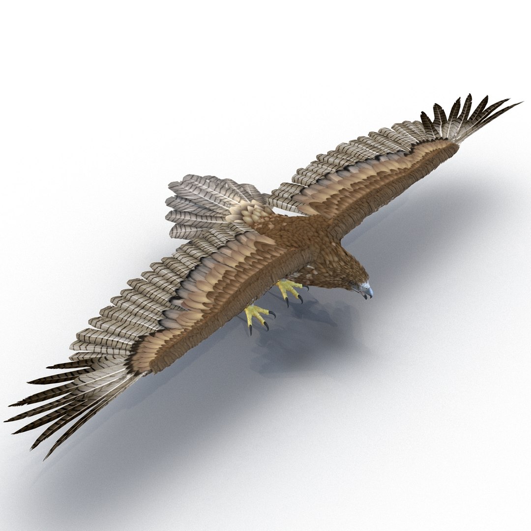 3d model gurney eagle https://p.turbosquid.com/ts-thumb/DW/LhaYfZ/ybBOoTQO/gurneyeagle3dmodel05/jpg/1447079489/1920x1080/fit_q87/973127f9d8153877bd4e7e7112cf74da16c6a4e1/gurneyeagle3dmodel05.jpg