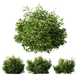 HQ Plants Cotinus coggygria 3D model