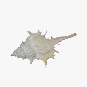 Anydrafts Sea snail 06 model