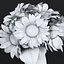 Indoor Sunflower Plant  Flower in a Pot