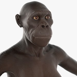 Scientific Reconstruction of Australopithecus Female Black