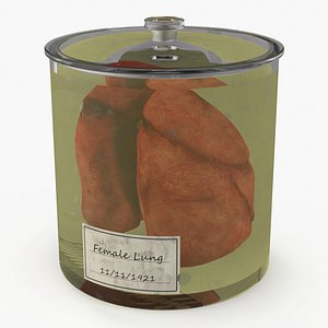 3D Human Lungs in Glass Jar