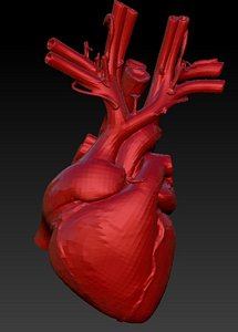 3d model heart anatomical