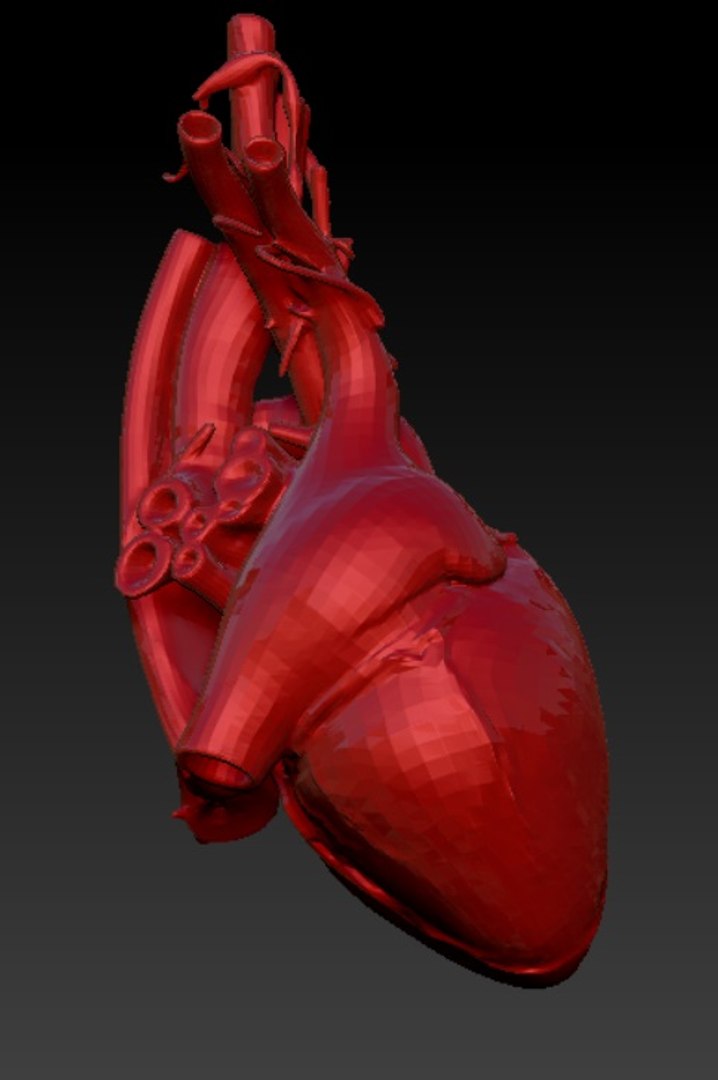 3d Model Heart Anatomical