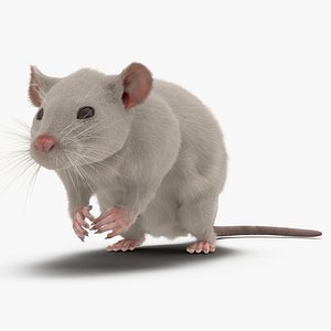 3d white rat pose 4 model