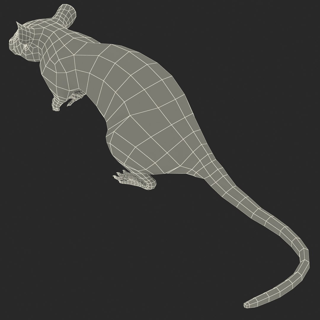 3d White Rat Pose 4 Model