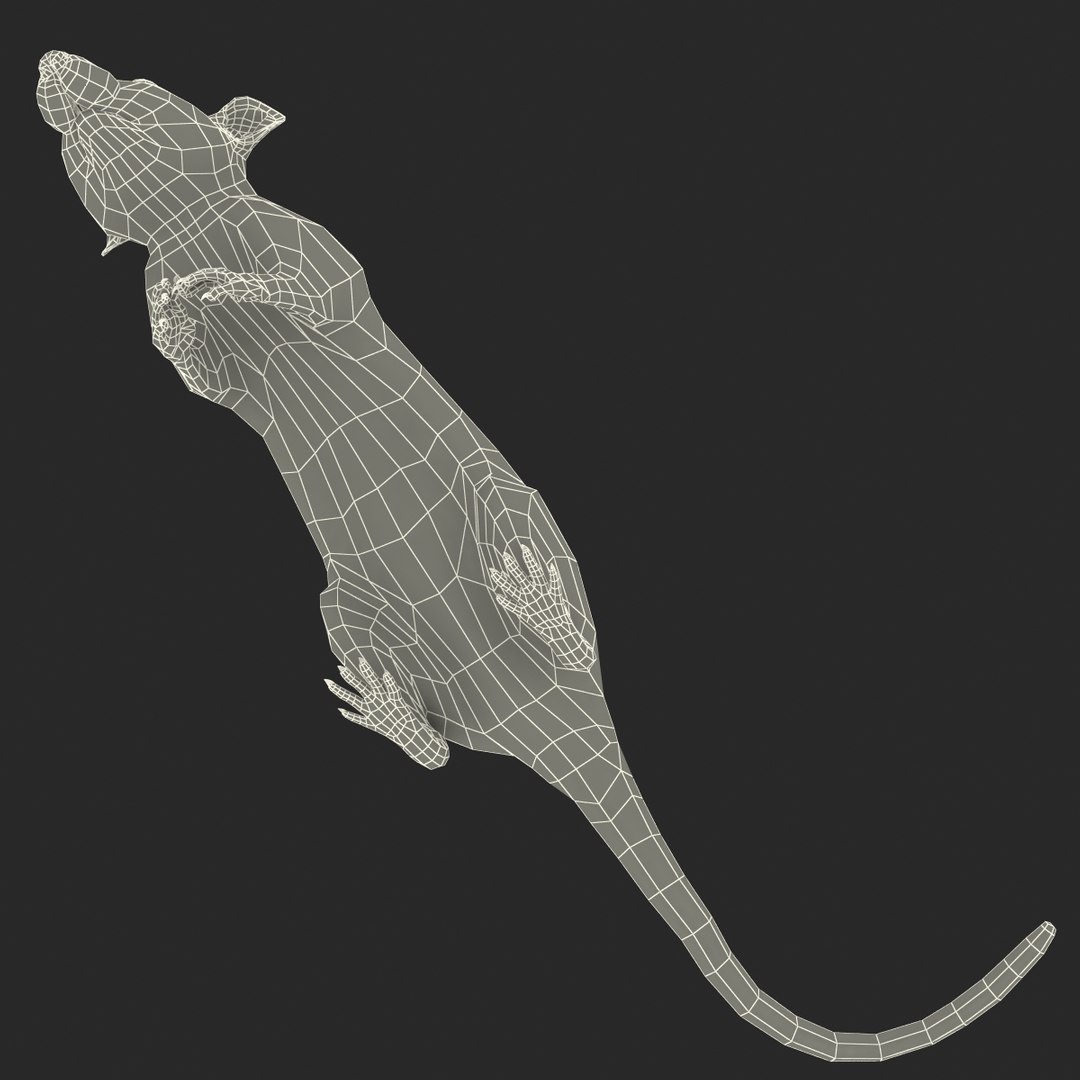 3d white rat pose 4 model