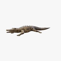 Crocodile - Static PBR