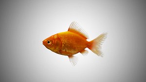 Realistic Low Poly Rigged Gold Fish