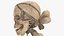 Pirate Skull_PBR