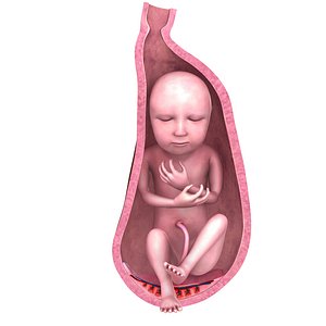 Baby in womb