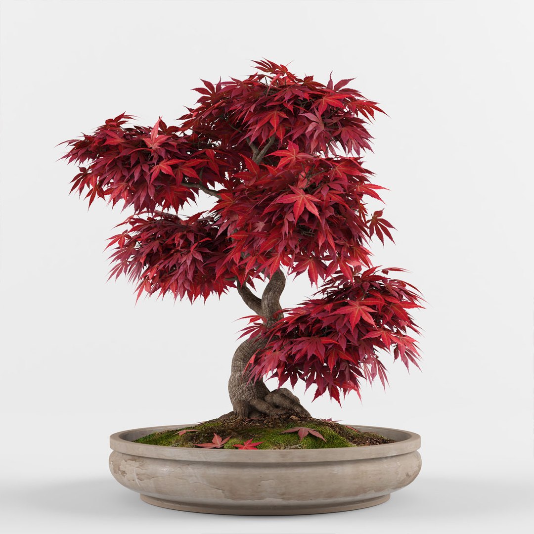 Bonsai Maple Tree Model - TurboSquid 1587880