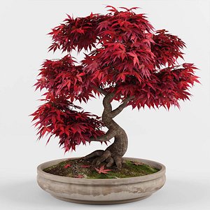 bonsai maple tree model
