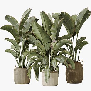 AV Indoor plants set 140 Ravenala Banana Strelitzia Nicolai Bird Of Paradise