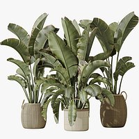 AV Indoor plants set 140 Ravenala Banana Strelitzia Nicolai Bird Of Paradise