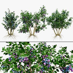 Highbush Blueberry Bluecrop 3D Model