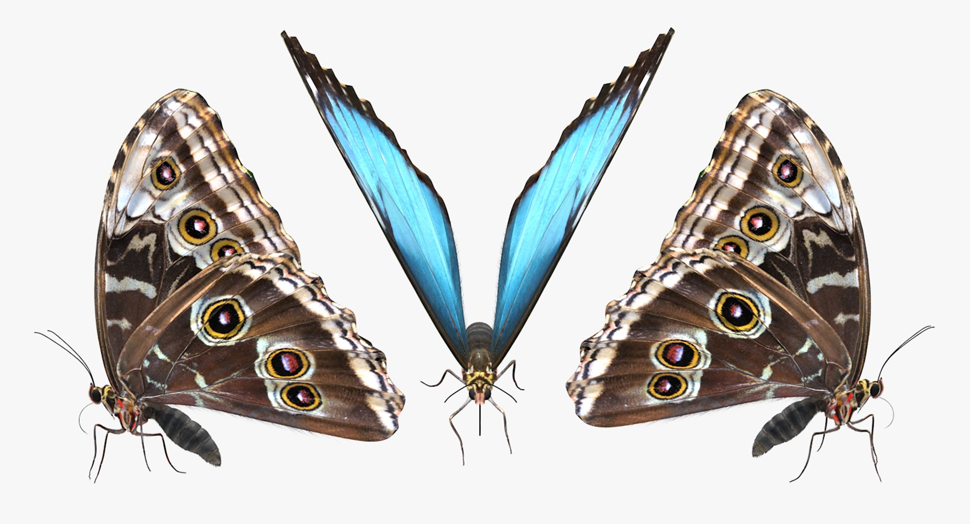 3D model peleides blue morpho butterfly https://p.turbosquid.com/ts-thumb/DY/4qOtwL/32NaySUO/peleidesbluemorphobutterflywithfurmb3dmodel004/jpg/1497602271/1920x1080/fit_q87/74926bcd5895e9eab021b3c51945ba8011df24e6/peleidesbluemorphobutterflywithfurmb3dmodel004.jpg
