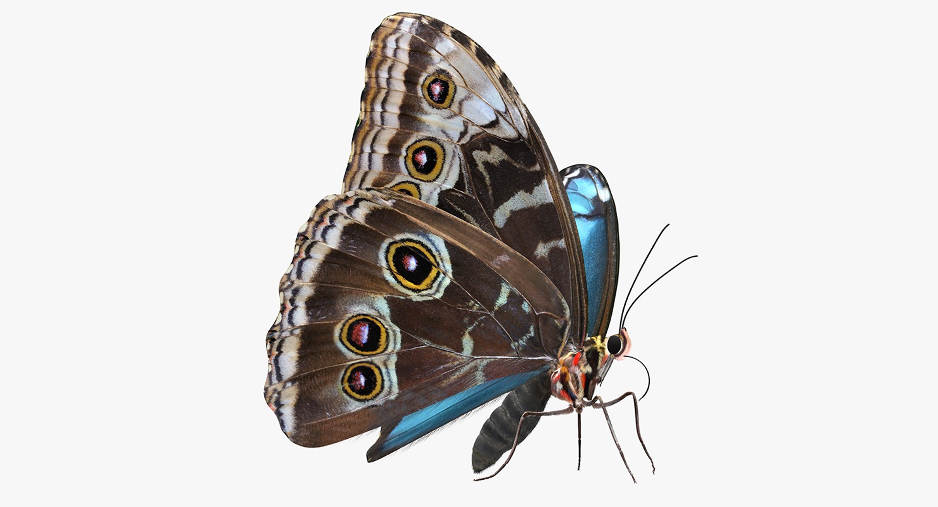 3D model peleides blue morpho butterfly - TurboSquid 1168661