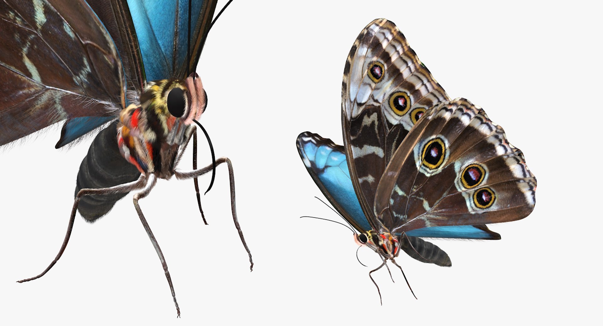 3D model peleides blue morpho butterfly https://p.turbosquid.com/ts-thumb/DY/4qOtwL/7f3qw97b/peleidesbluemorphobutterflywithfurmb3dmodel006/jpg/1497602271/1920x1080/fit_q87/a254fb9e252ae7fbdeeb8af304b02f60a5ee2b1c/peleidesbluemorphobutterflywithfurmb3dmodel006.jpg