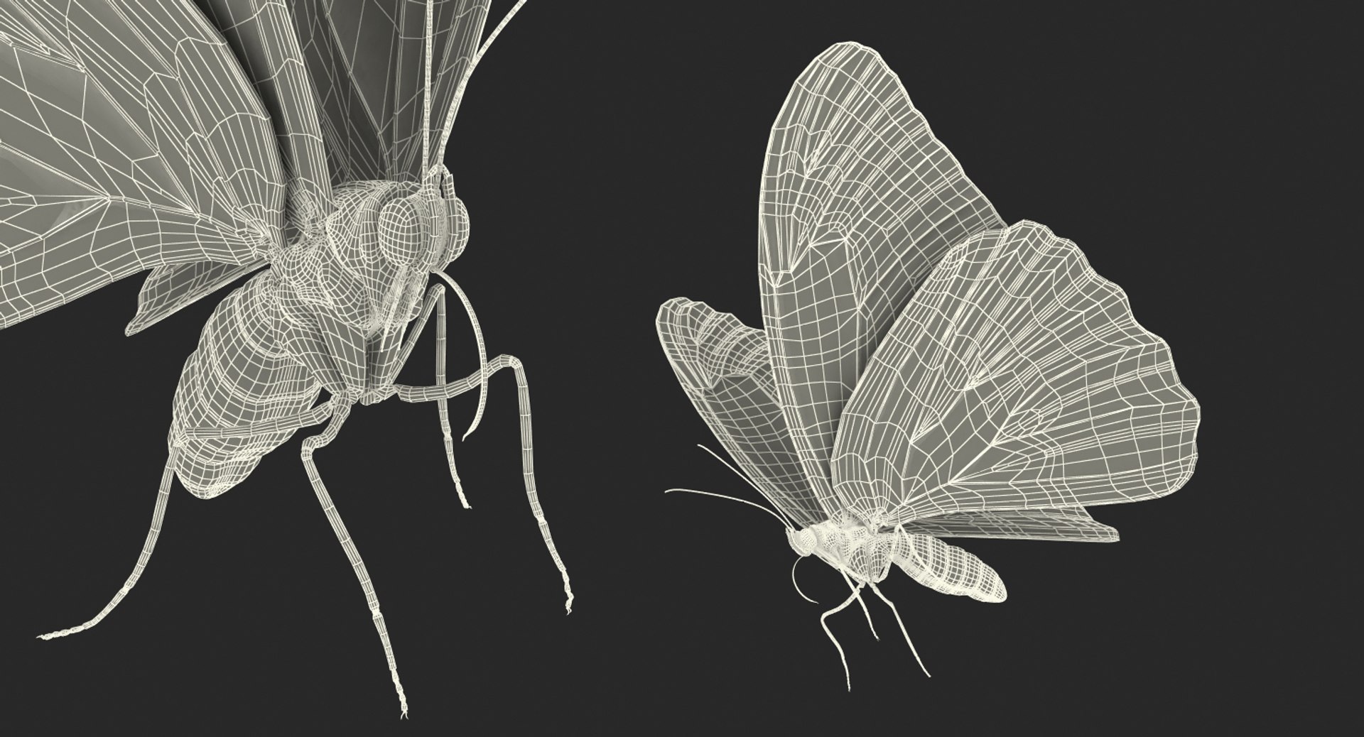 3D model peleides blue morpho butterfly https://p.turbosquid.com/ts-thumb/DY/4qOtwL/IkRoogen/peleidesbluemorphobutterflywithfurmb3dmodel019/jpg/1497602272/1920x1080/fit_q87/f59f5dd16c2787beb9e59b5cdf0e4cc5d06f781d/peleidesbluemorphobutterflywithfurmb3dmodel019.jpg