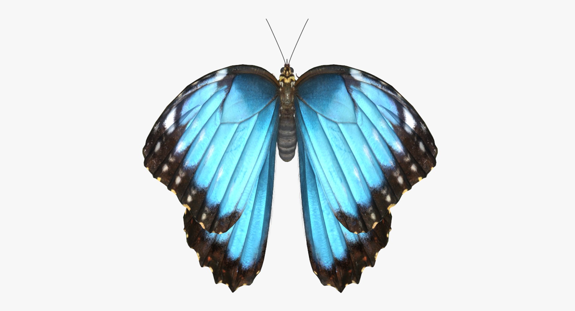 3D model peleides blue morpho butterfly https://p.turbosquid.com/ts-thumb/DY/4qOtwL/cSr16POt/peleidesbluemorphobutterflywithfurmb3dmodel003/jpg/1497602271/1920x1080/fit_q87/2429d6cd046ab18510d88d0547c93383440d1f71/peleidesbluemorphobutterflywithfurmb3dmodel003.jpg