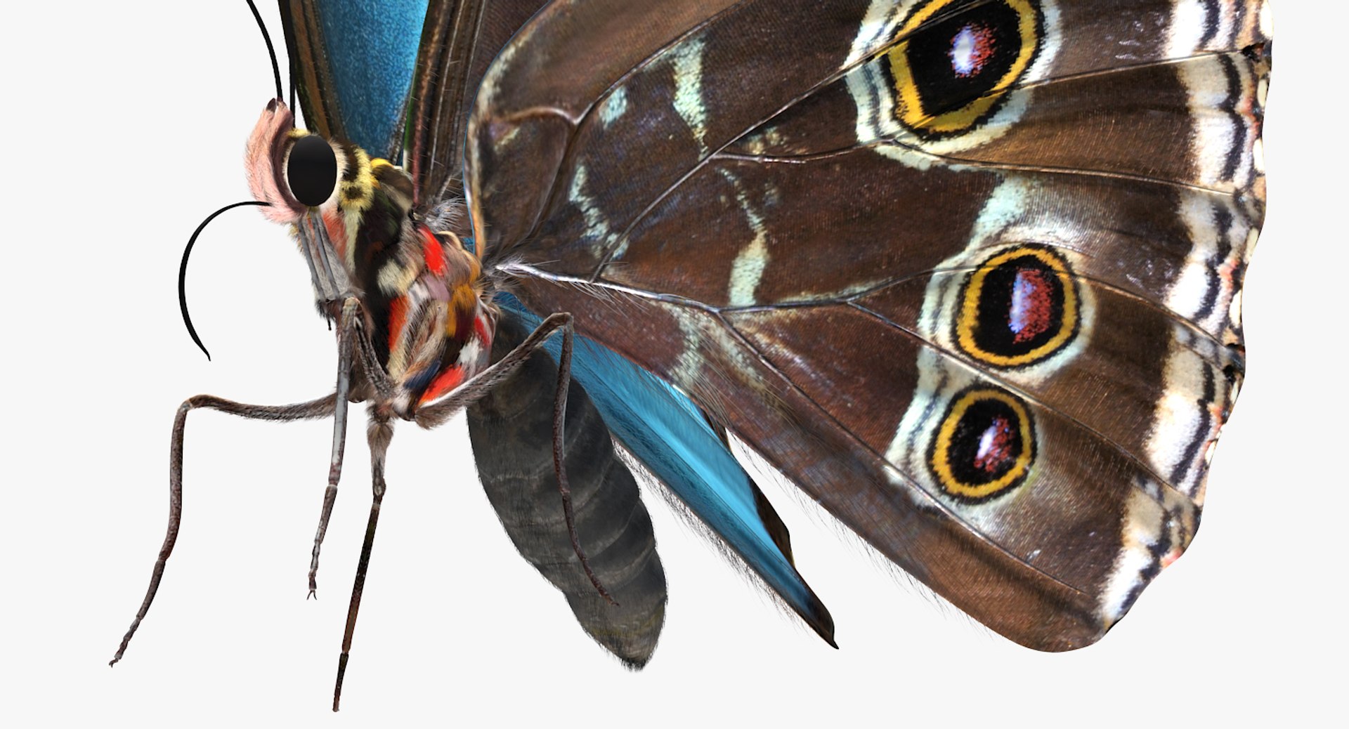 3D model peleides blue morpho butterfly https://p.turbosquid.com/ts-thumb/DY/4qOtwL/ra2KlYLH/peleidesbluemorphobutterflywithfurmb3dmodel008/jpg/1497602271/1920x1080/fit_q87/47e201308a5049aac7b3129bd89738cb2bd44b82/peleidesbluemorphobutterflywithfurmb3dmodel008.jpg