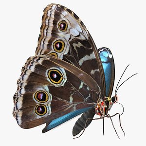 3D model peleides blue morpho butterfly