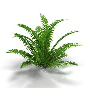 fern bush 3d model
