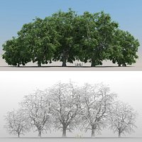 5 Juglans Trees with snow