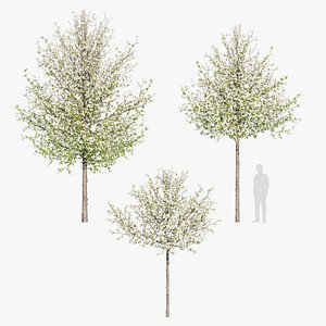 3D Spring pear model