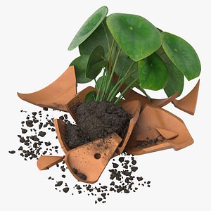 Potted Plant Damaged