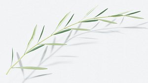 olive branch model